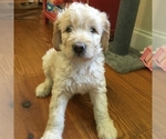 Small Photo #17 Goldendoodle Puppy For Sale in TERRY, MS, USA