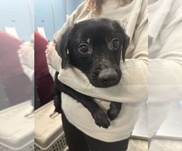 Medium Photo #4 Mutt Puppy For Sale in Evansville, IN, USA