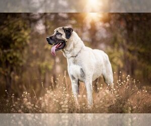 Anatolian Shepherd Dogs for adoption in Hamilton, MT, USA