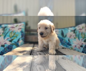 Golden Retriever Puppy for sale in BUNCH, OK, USA