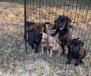 Labrador Retriever Litter for sale in DONNELLSON, IA, USA