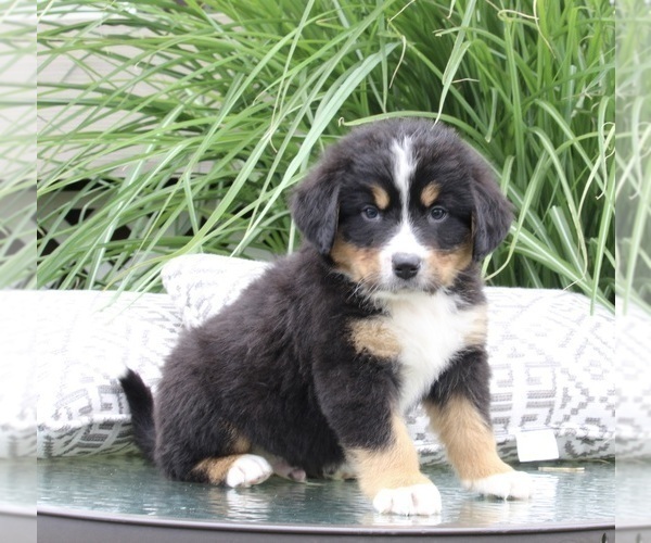 Medium Photo #2 Bernese Mountain Dog Puppy For Sale in DUNDEE, OH, USA