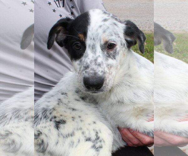 Medium Photo #1 Mutt Puppy For Sale in Prattville, AL, USA