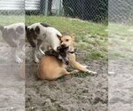 Small #6 Catahoula Leopard Dog-Labrador Retriever Mix