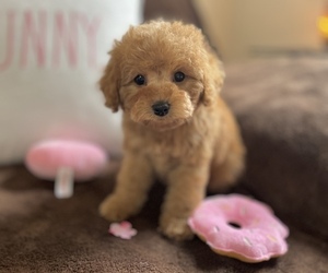 Cavapoo Puppy for sale in CENTER, TX, USA