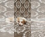Small Photo #2 Brittany Puppy For Sale in DOWAGIAC, MI, USA