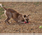 Small #4 Labrador Retriever Mix