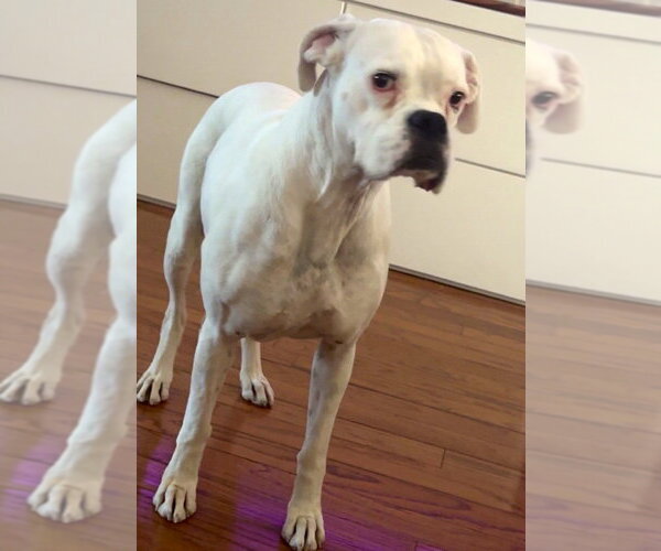 Medium Photo #3 Boxer Puppy For Sale in Austin, TX, USA