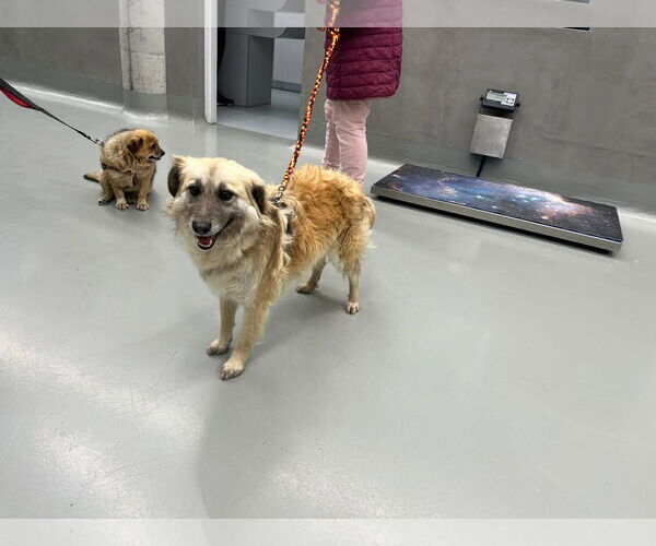 Medium Photo #4 Mutt Puppy For Sale in NYC, NY, USA