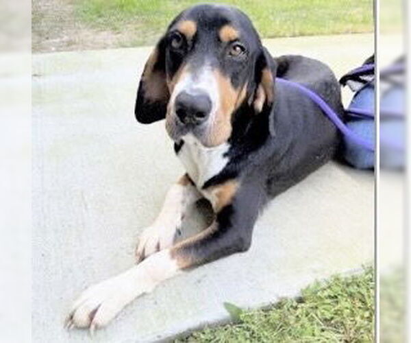 Medium Photo #1 Black and Tan Coonhound Puppy For Sale in Houston, TX, USA