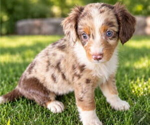 Medium Aussiedox