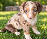 Puppy Puppy 3 Aussiedox