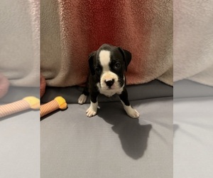 Medium Boxer