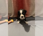 Puppy Puppy 4 Boxer