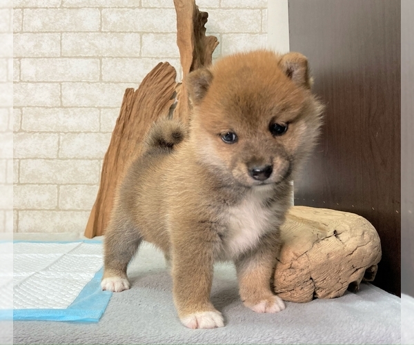 Medium Photo #6 Shiba Inu Puppy For Sale in SEATAC, WA, USA