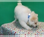 Small Photo #1 Pomeranian Puppy For Sale in PATERSON, NJ, USA