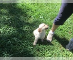 Small Photo #6 Golden Retriever Puppy For Sale in MATTAPOISETT, MA, USA