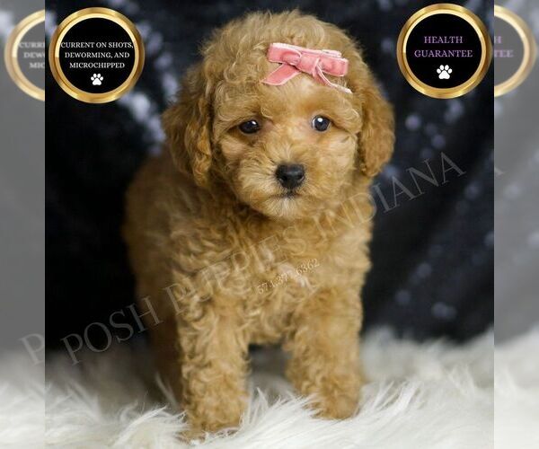 Medium Photo #1 Maltipoo Puppy For Sale in WARSAW, IN, USA