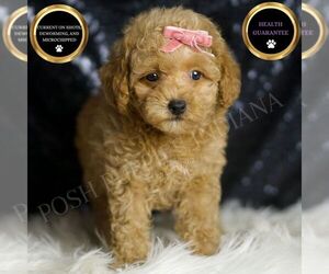 Maltipoo Puppy for sale in WARSAW, IN, USA