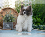 Puppy Harley Pomeranian