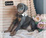 Small #1 Doberman Pinscher