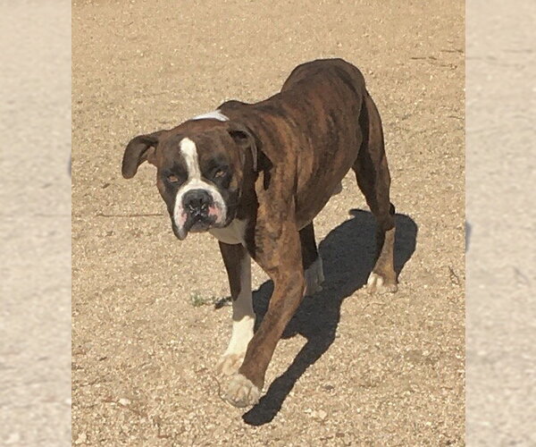 Medium Photo #4 Boxer Puppy For Sale in Lancaster, CA, USA