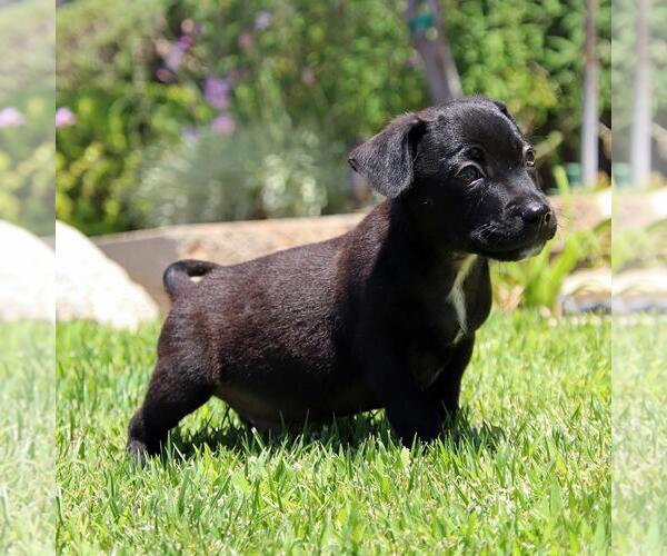 Medium Photo #2 Chihuahua-Unknown Mix Puppy For Sale in San Diego, CA, USA