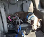 Small #3 Labrador Retriever Mix