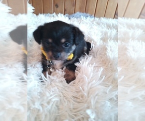 Malchi Puppy for sale in WOBURN, MA, USA