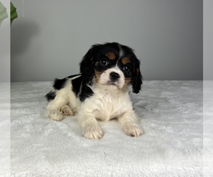Cavalier King Charles Spaniel Puppy for sale in FRANKLIN, IN, USA