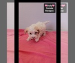 Dolly - Female Havapoo Puppy for Sale - Photo #2