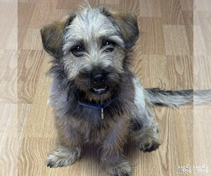 Cairn Terrier-Unknown Mix Dogs for adoption in Washington, DC, USA