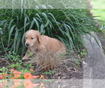 Small #1 Golden Retriever