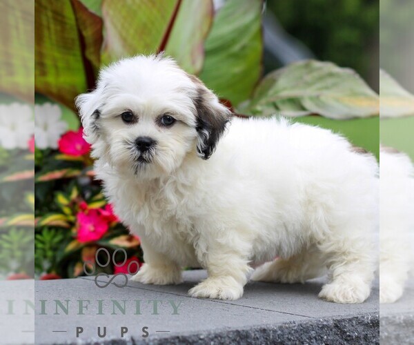 Medium Photo #4 Zuchon Puppy For Sale in GORDONVILLE, PA, USA