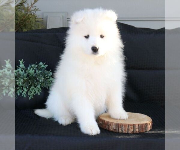 Medium Photo #1 Samoyed Puppy For Sale in GORDONVILLE, PA, USA