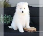 Small Photo #1 Samoyed Puppy For Sale in GORDONVILLE, PA, USA