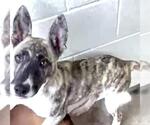 Small #1 American Pit Bull Terrier Mix