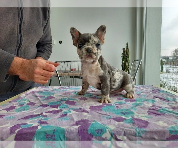 Medium Photo #1 French Bulldog Puppy For Sale in Kaposvar, Somogy, Hungary