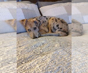 Medium Australian Shepherd-German Shepherd Dog Mix