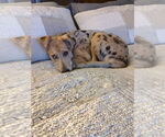 Small Australian Shepherd-German Shepherd Dog Mix