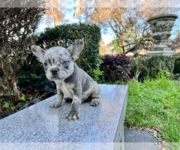 Medium Photo #201 French Bulldog Puppy For Sale in HAYWARD, CA, USA