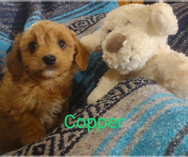 Medium Photo #5 Cavachon-Poodle (Miniature) Mix Puppy For Sale in FREWSBURG, NY, USA