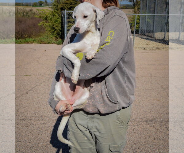 Medium Photo #4 Beagle-Pointer Mix Puppy For Sale in Huntley, IL, USA