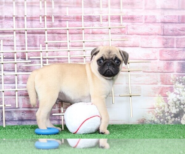 Medium Photo #4 Pug Puppy For Sale in BEL AIR, MD, USA