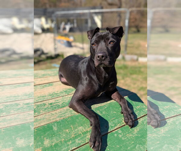Medium Photo #3 American Pit Bull Terrier-Mountain Cur Mix Puppy For Sale in Calhoun, GA, USA