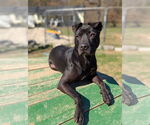 Small Photo #3 American Pit Bull Terrier-Mountain Cur Mix Puppy For Sale in Calhoun, GA, USA