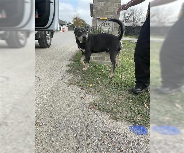 Medium Photo #1 Mutt Puppy For Sale in Houston, TX, USA