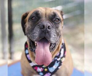 Boxer-Unknown Mix Dogs for adoption in San Antonio, TX, USA