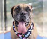 Small Boxer Mix