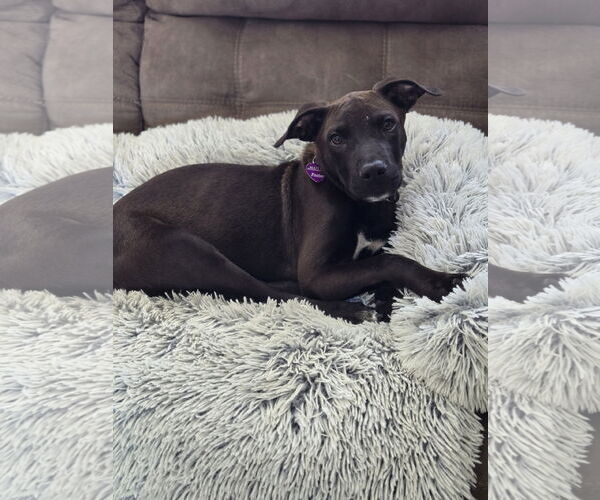 Medium Photo #9 American Pit Bull Terrier-Unknown Mix Puppy For Sale in Minneapolis, MN, USA